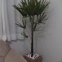 decoracao (8)